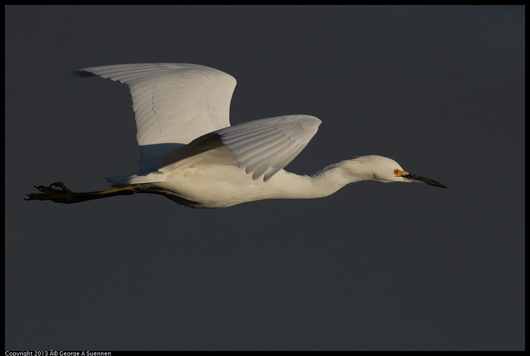 0119-084536-04.jpg - Snowy Egret