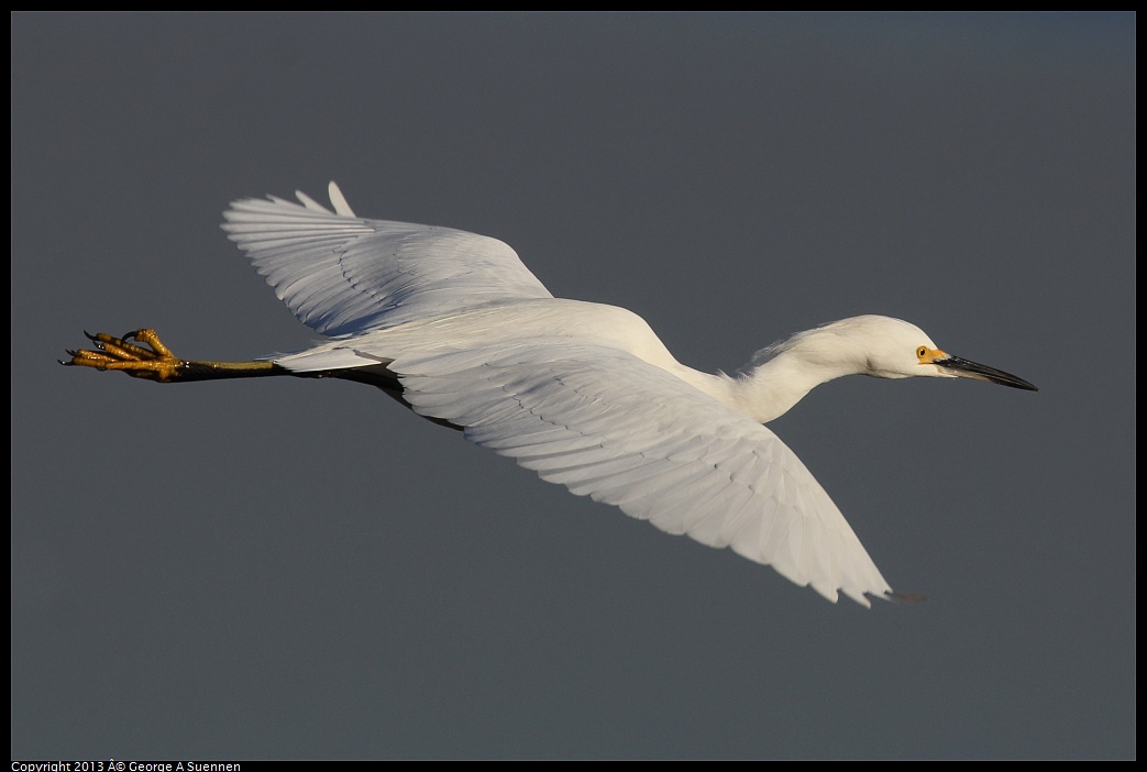 0119-084536-05.jpg - Snowy Egret