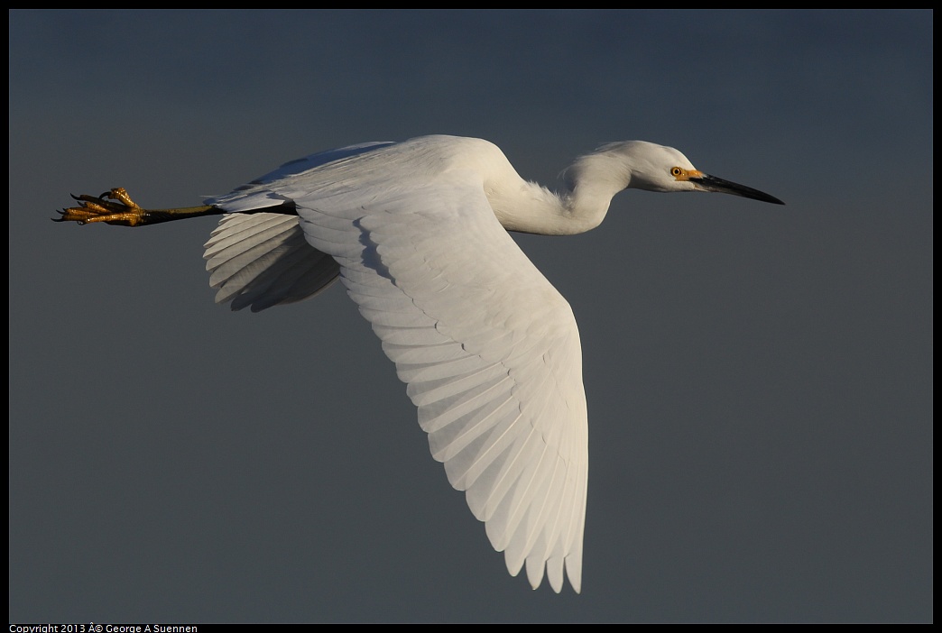 0119-084537-04.jpg - Snowy Egret