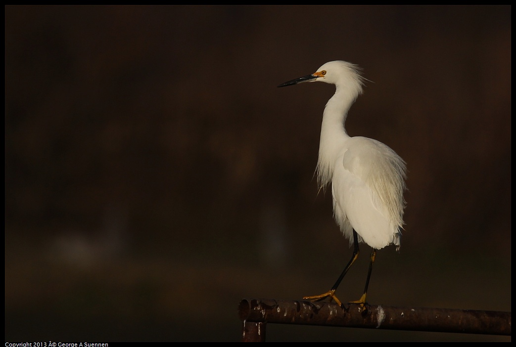 0119-091030-02.jpg - Snowy Egret