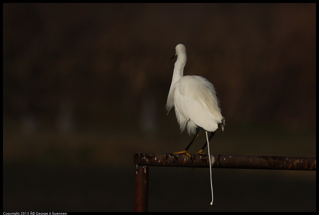 0119-091033-01.jpg - Snowy Egret