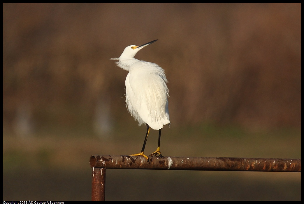 0119-091034-01.jpg - Snowy Egret