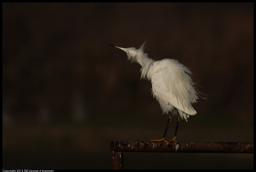 0119-091039-01.jpg - Snowy Egret