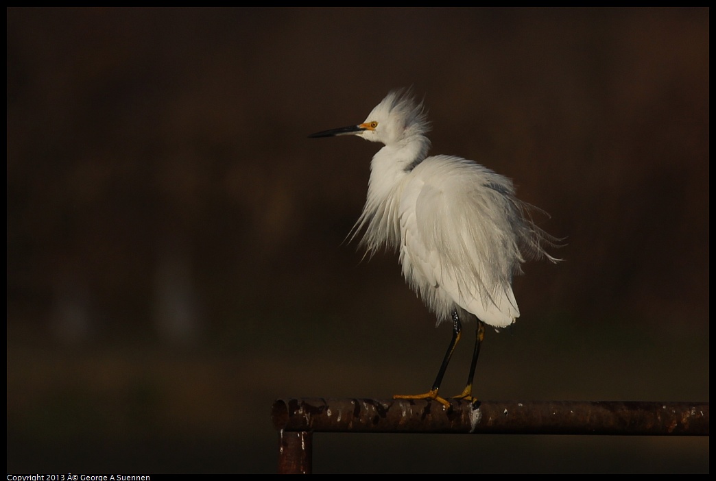 0119-091039-02.jpg - Snowy Egret