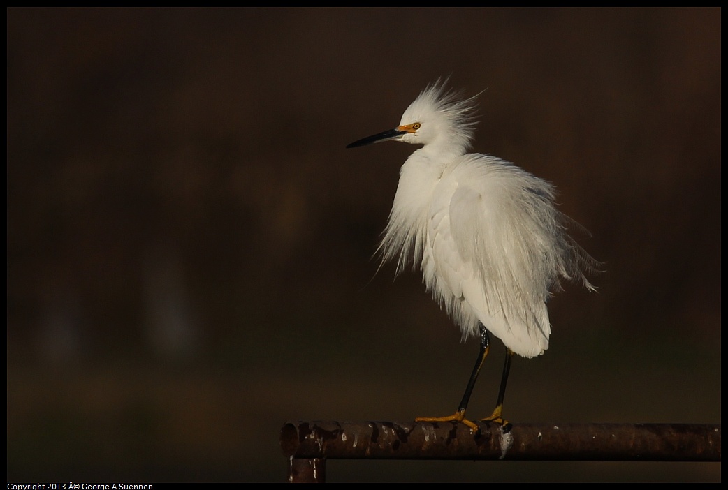 0119-091039-04.jpg - Snowy Egret