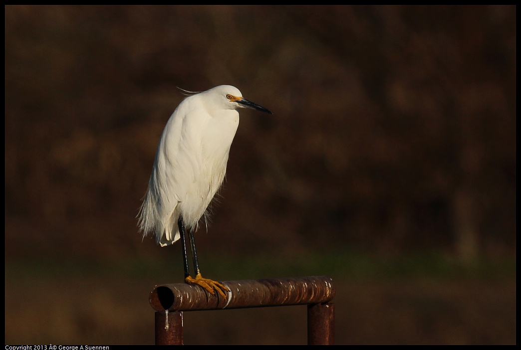 0119-091109-01.jpg - Snowy Egret