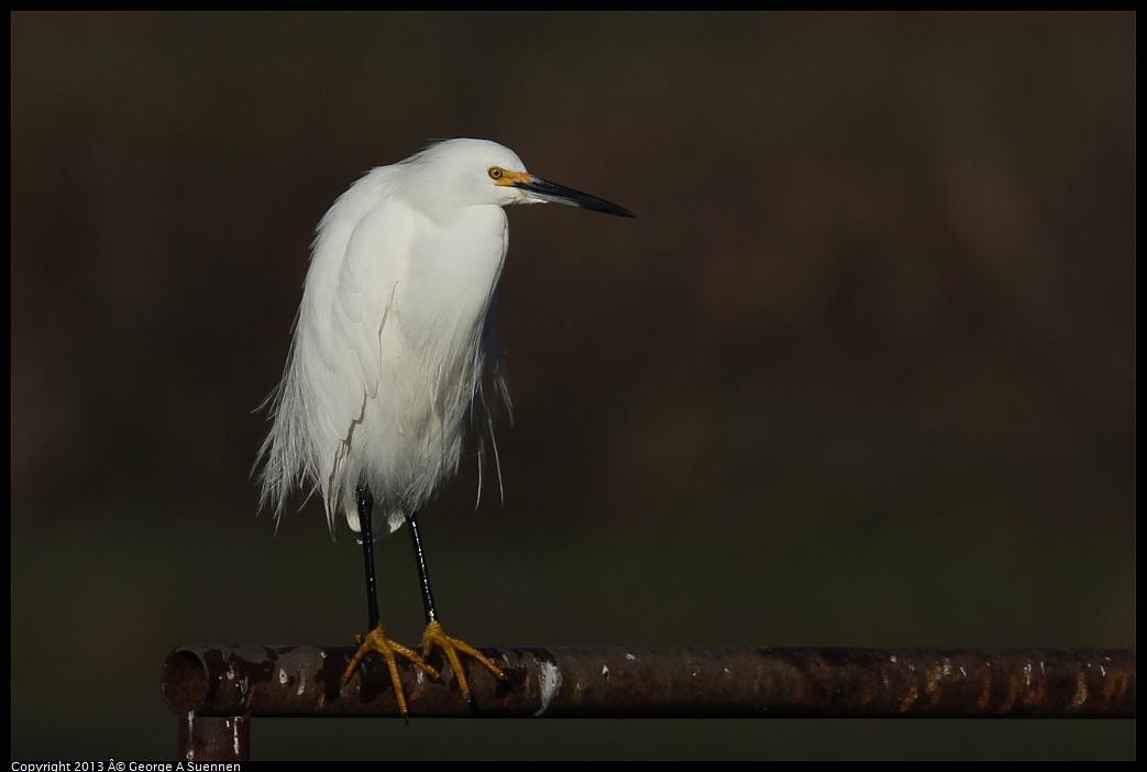 0119-091125-03.jpg - Snowy Egret