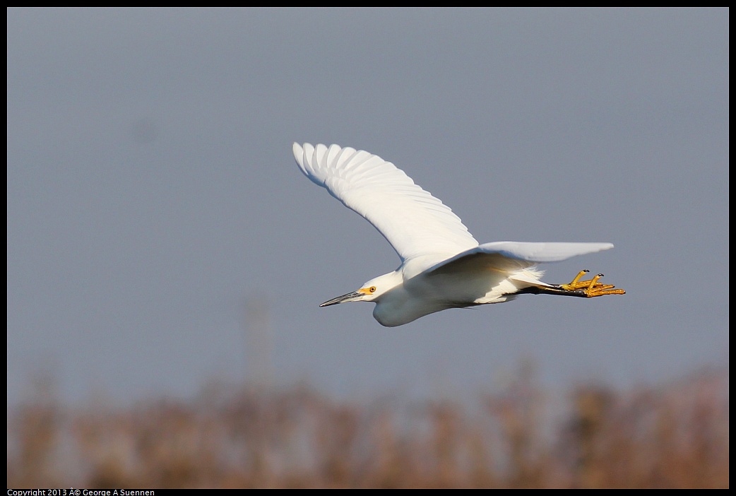 0119-093400-03.jpg - Snowy Egret