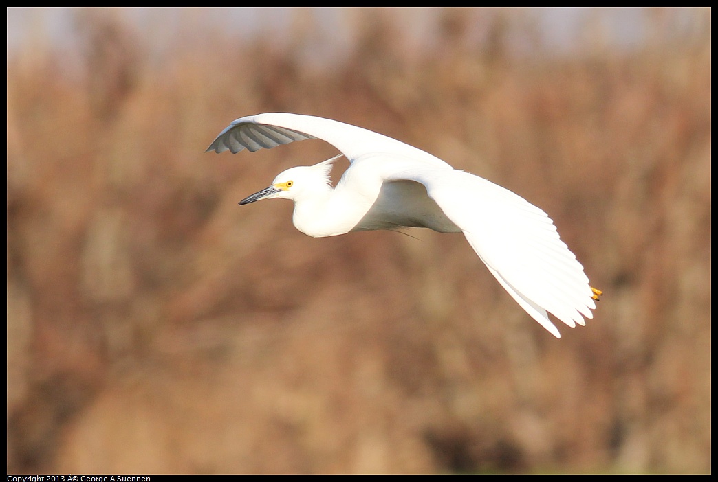 0119-093402-05.jpg - Snowy Egret