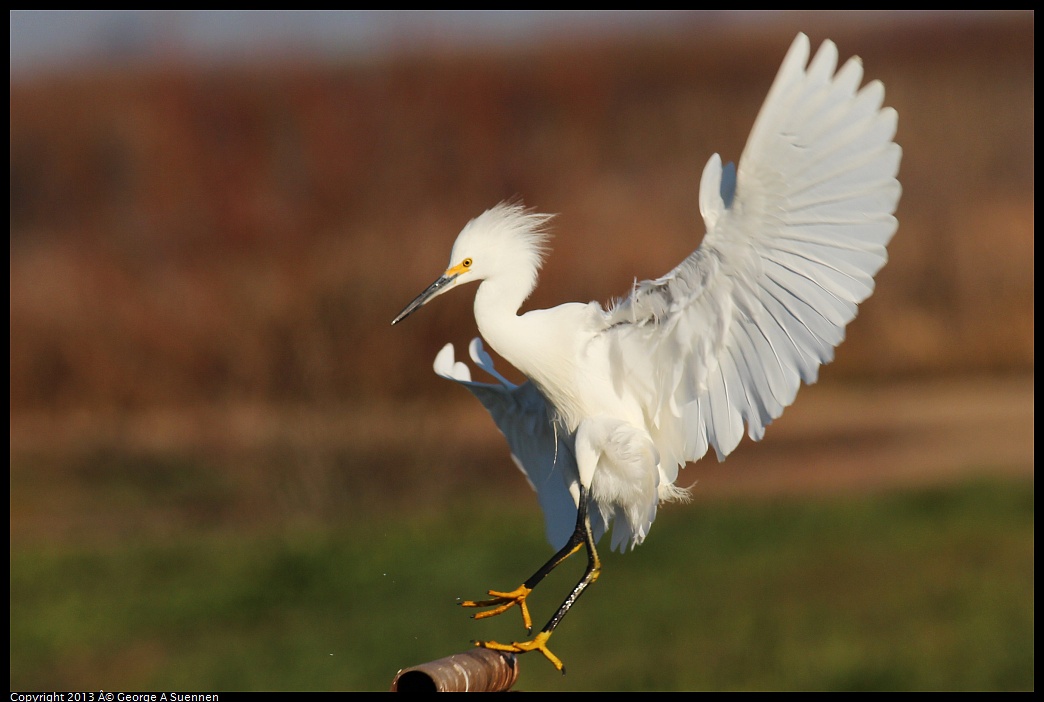 0119-093404-04.jpg - Snowy Egret