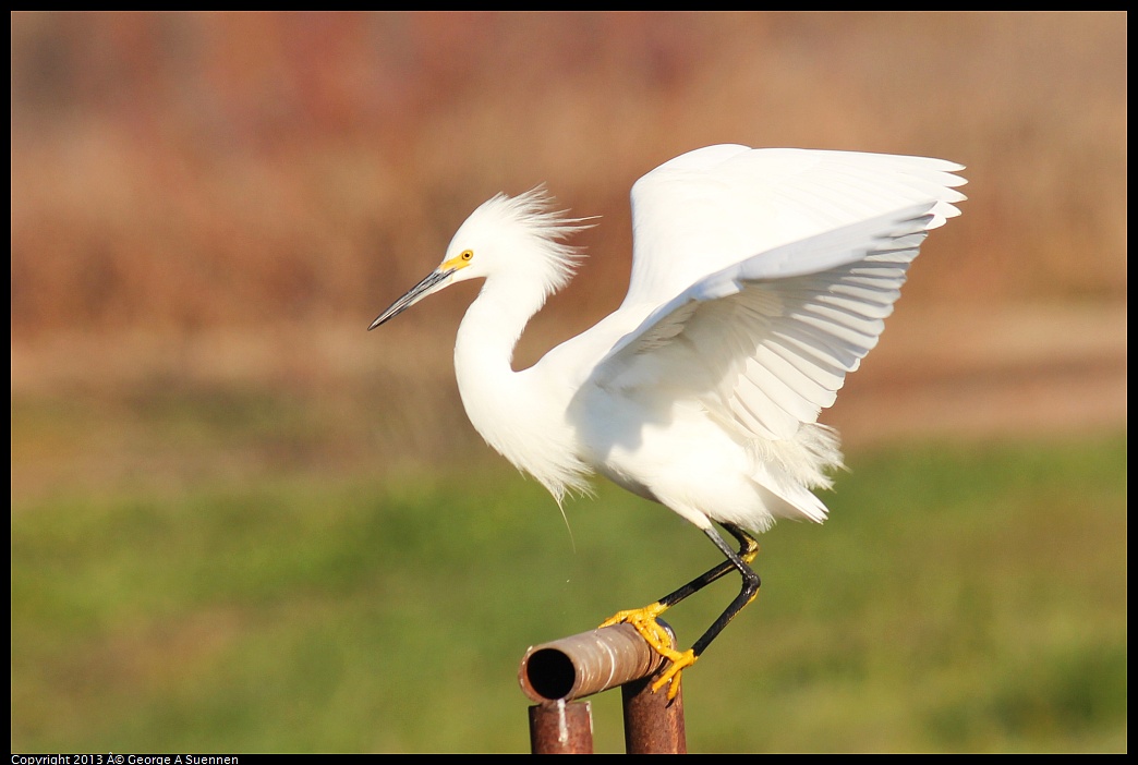 0119-093405-02.jpg - Snowy Egret