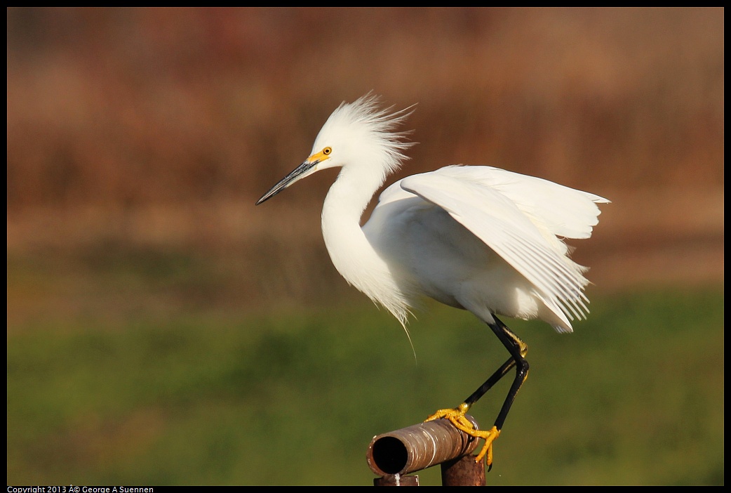 0119-093405-03.jpg - Snowy Egret