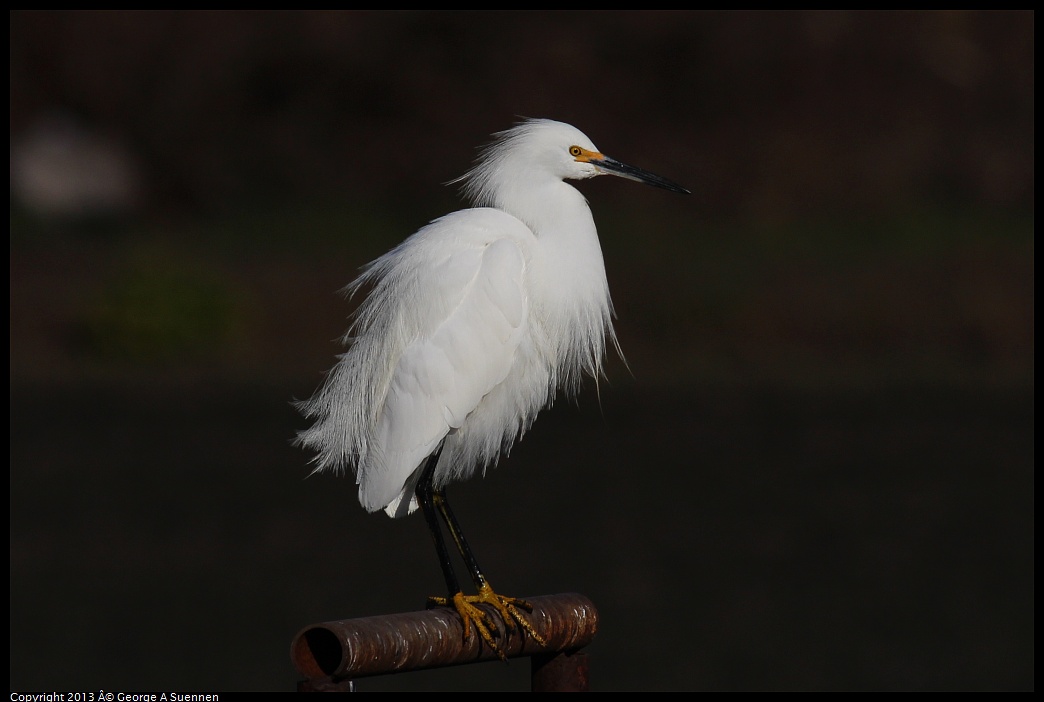 0119-093514-01.jpg - Snowy Egret