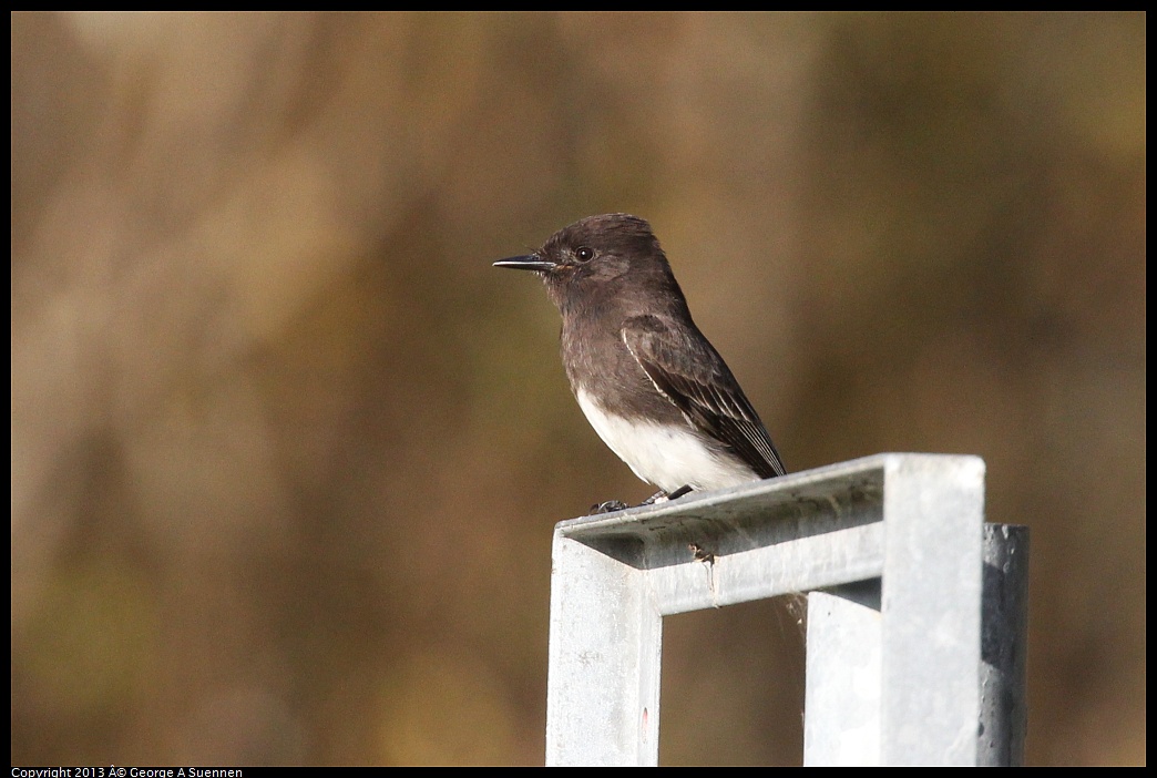 0121-154057-03.jpg - Black Phoebe