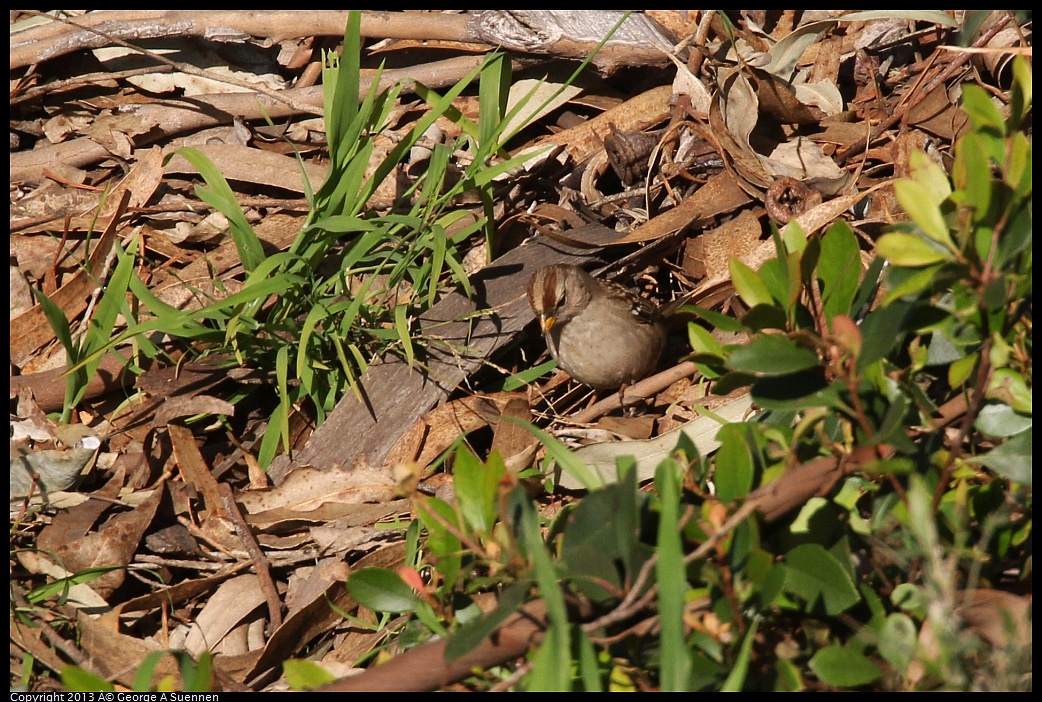 0121-154128-02.jpg - White-crowned Sparrow