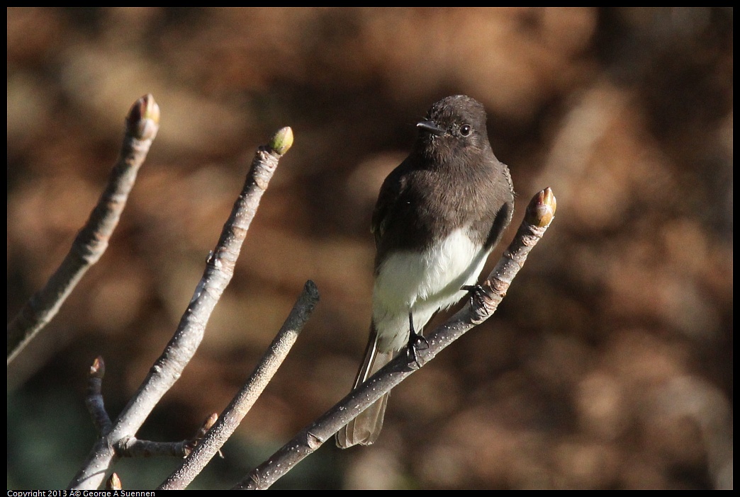 0121-154220-02.jpg - Black Phoebe