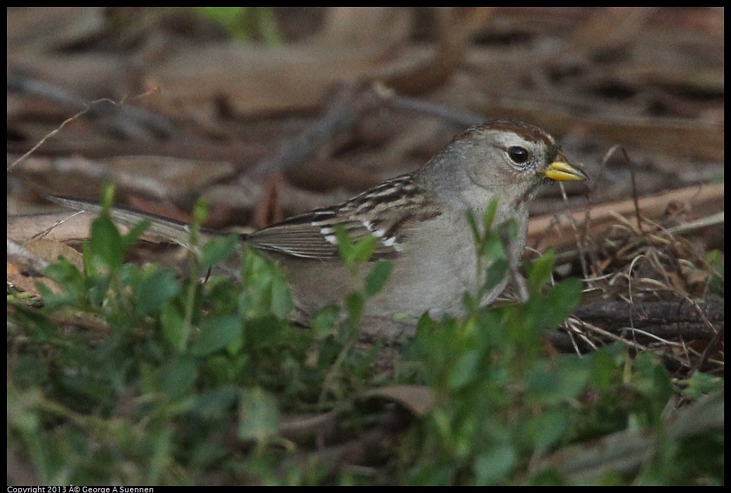 0121-154254-04.jpg - White-crowned Sparrow