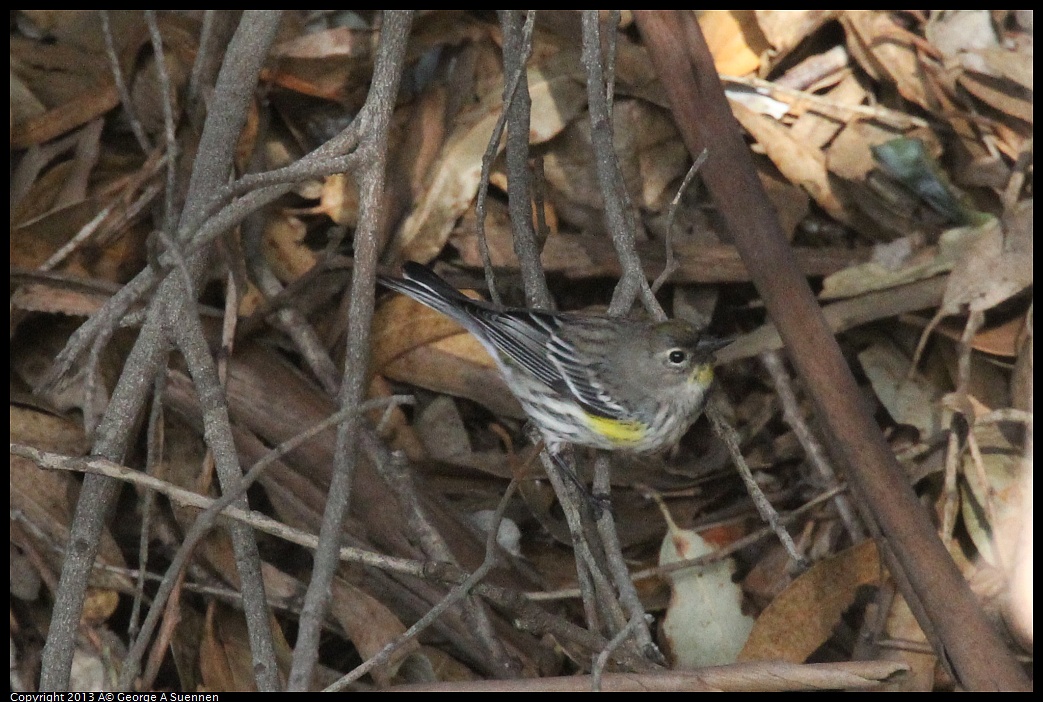 0121-154323-01.jpg - Yellow-rumped Warbler