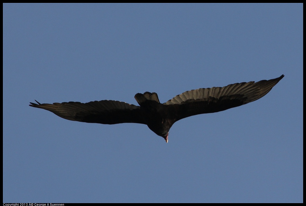 0121-154411-01.jpg - Turkey Vulture