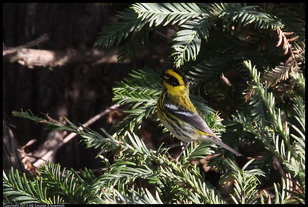 0121-154548-03.jpg - Townsend's Warbler