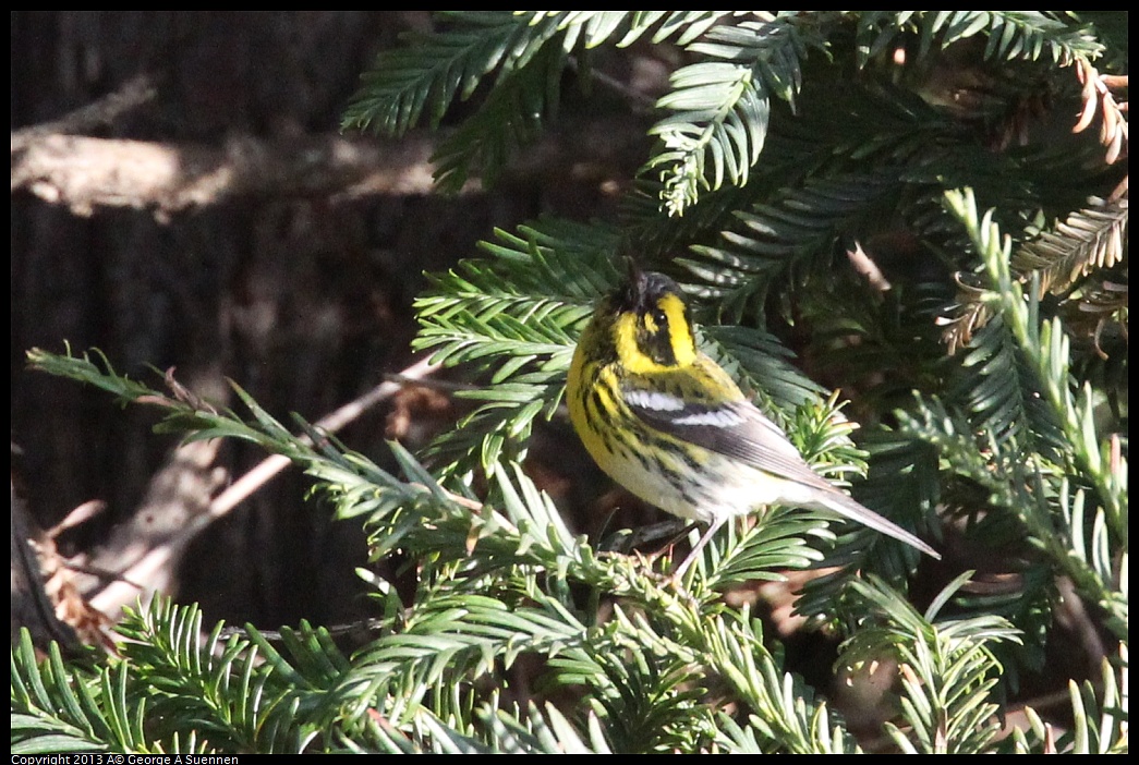 0121-154549-02.jpg - Townsend's Warbler