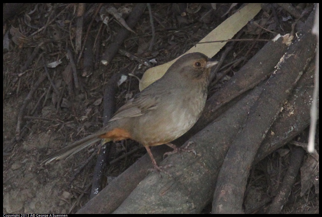 0121-154827-01.jpg - California Towhee