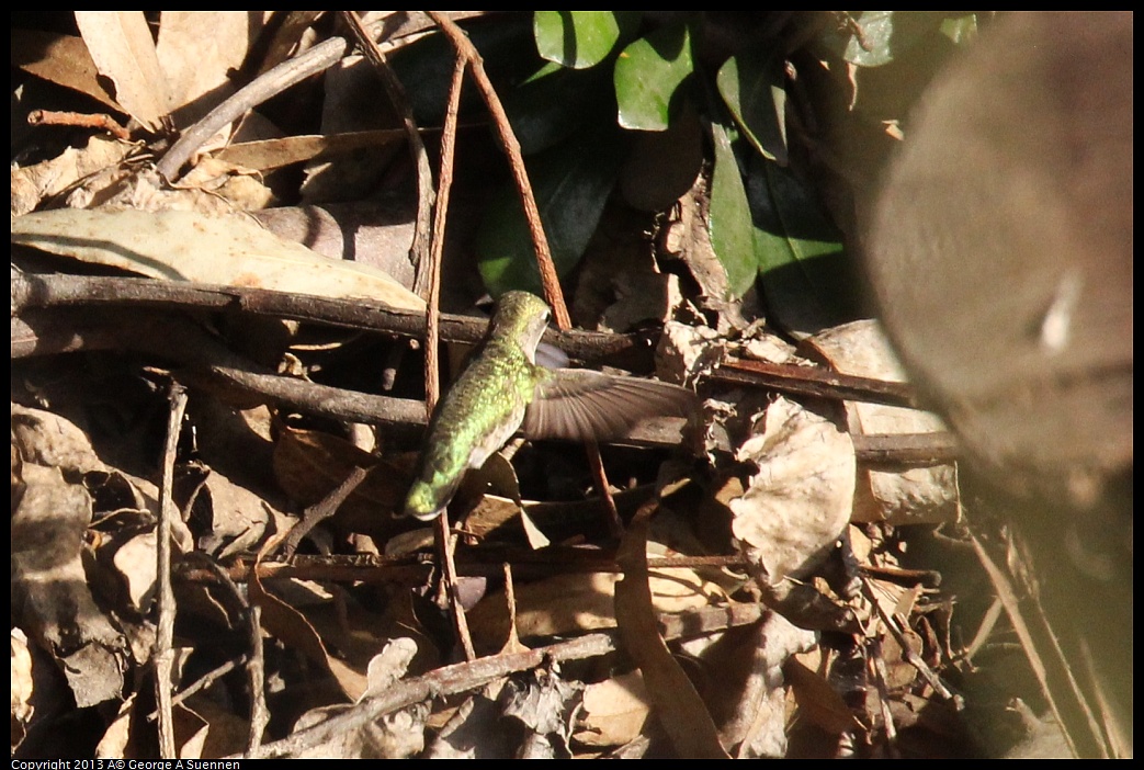 0121-155051-03.jpg - Anna's Hummingbird