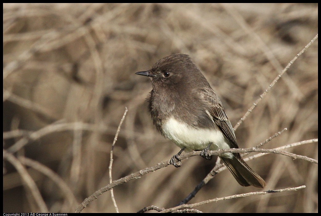 0121-155219-01.jpg - Black Phoebe