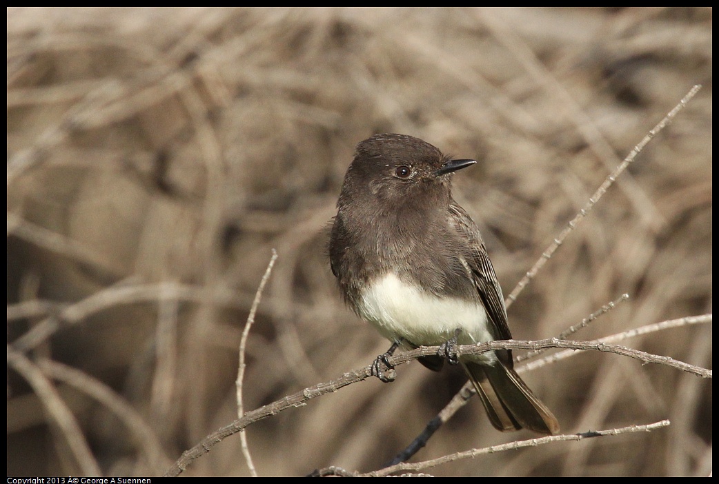 0121-155226-02.jpg - Black Phoebe