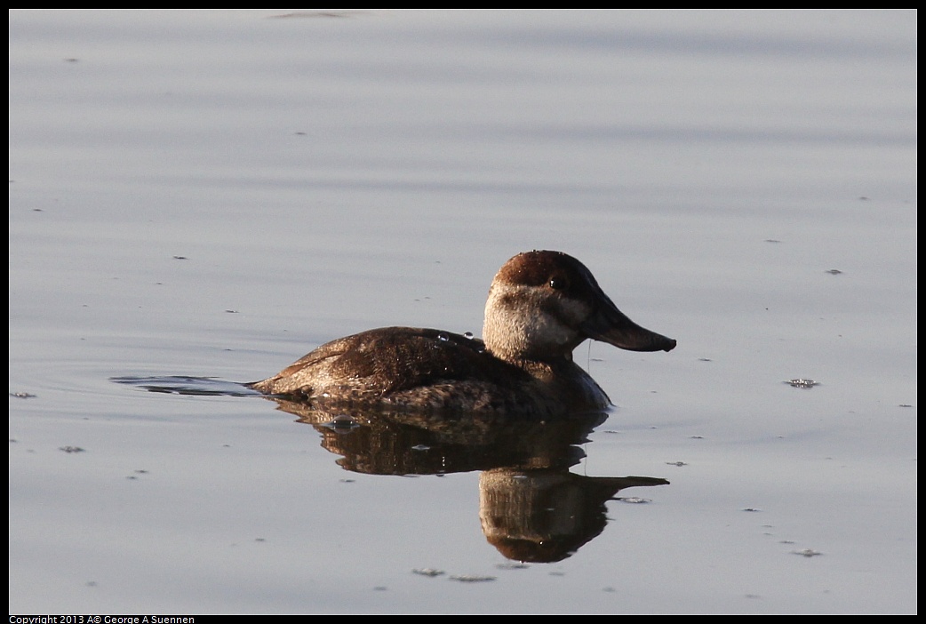 0121-155338-02.jpg - Ruddy Duck