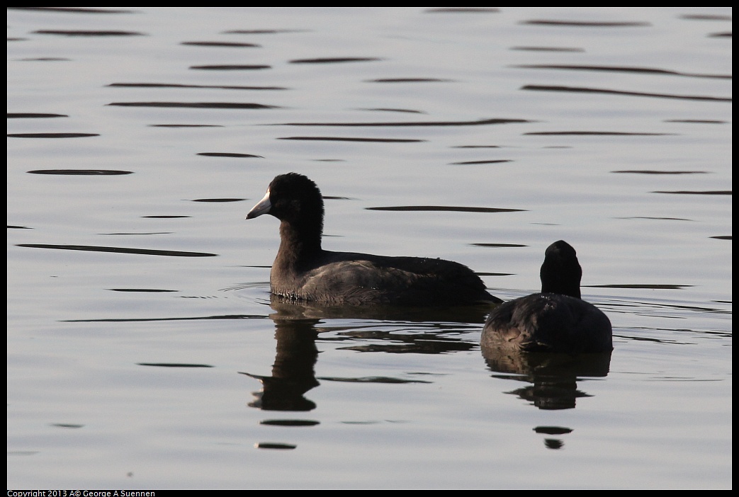 0121-155341-02.jpg - American Coot