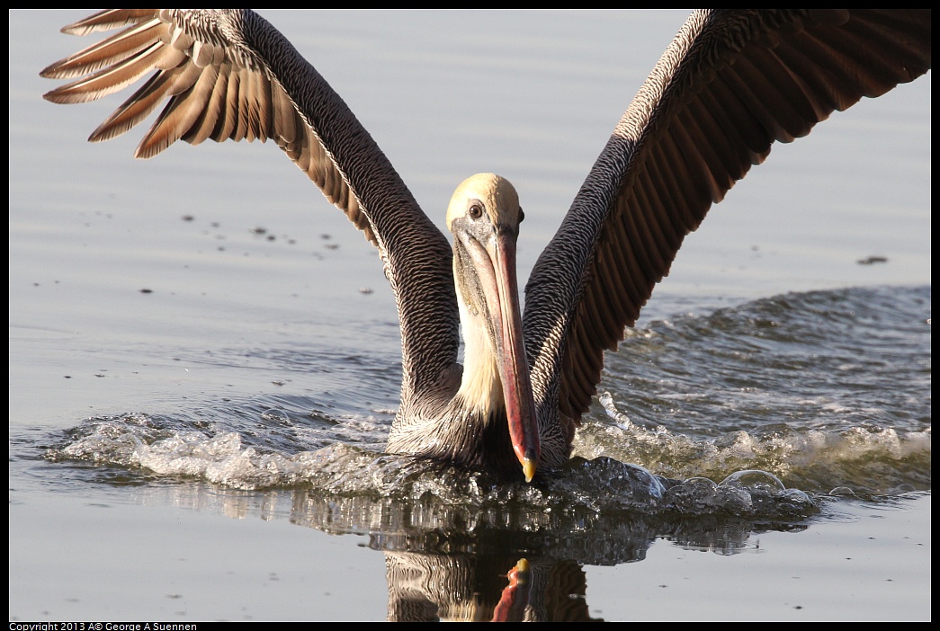 0121-155424-03.jpg - Brown Pelican