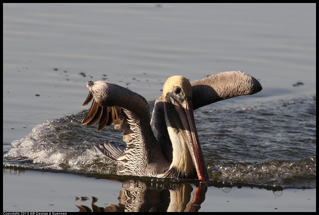 0121-155425-02.jpg - Brown Pelican