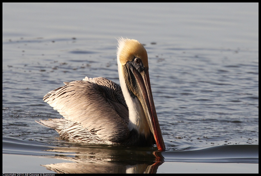 0121-155427-01.jpg - Brown Pelican