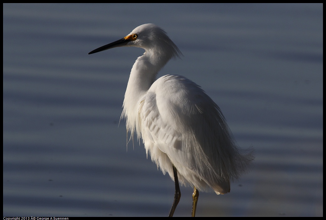 0121-155443-01.jpg - Snowy Egret