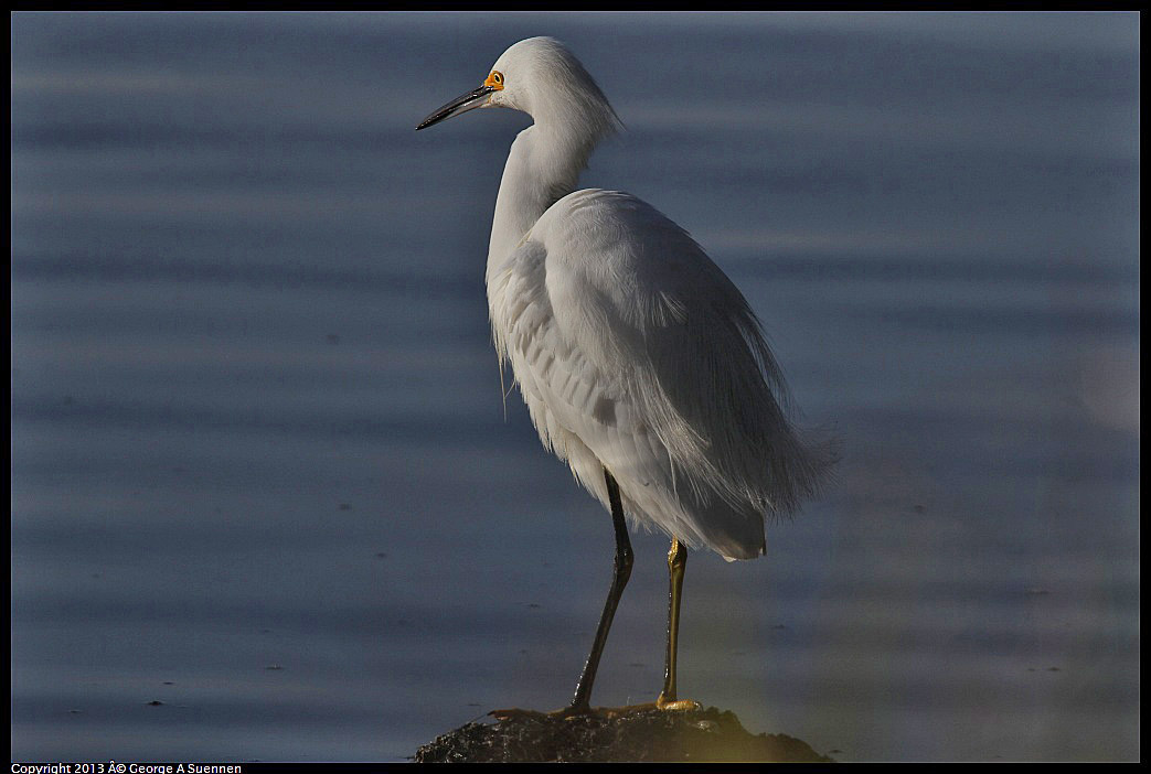 0121-155446-02.jpg - Snowy Egret