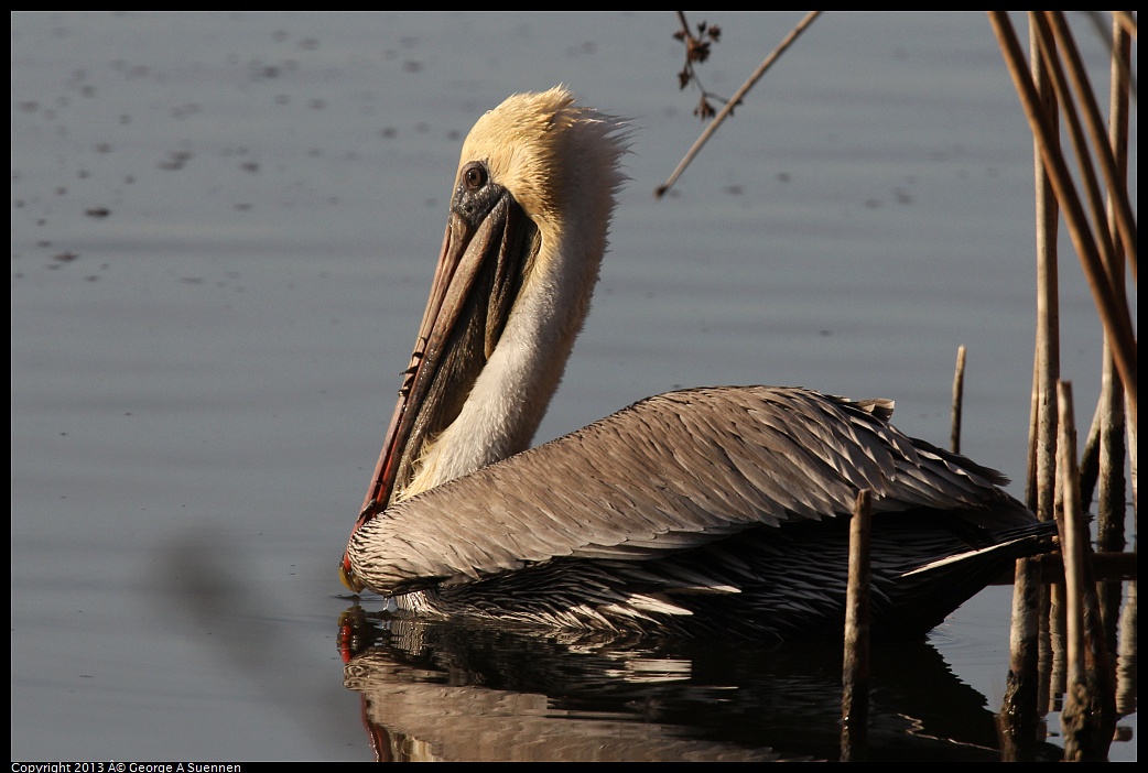 0121-155455-02.jpg - Brown Pelican