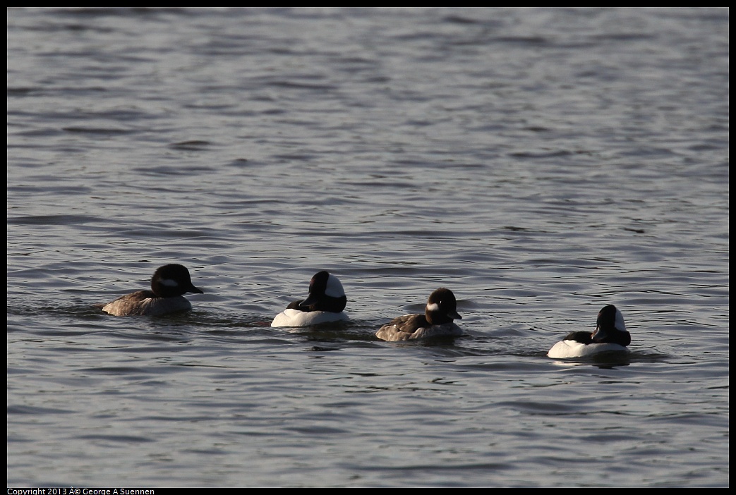 0121-155501-01.jpg - Bufflehead