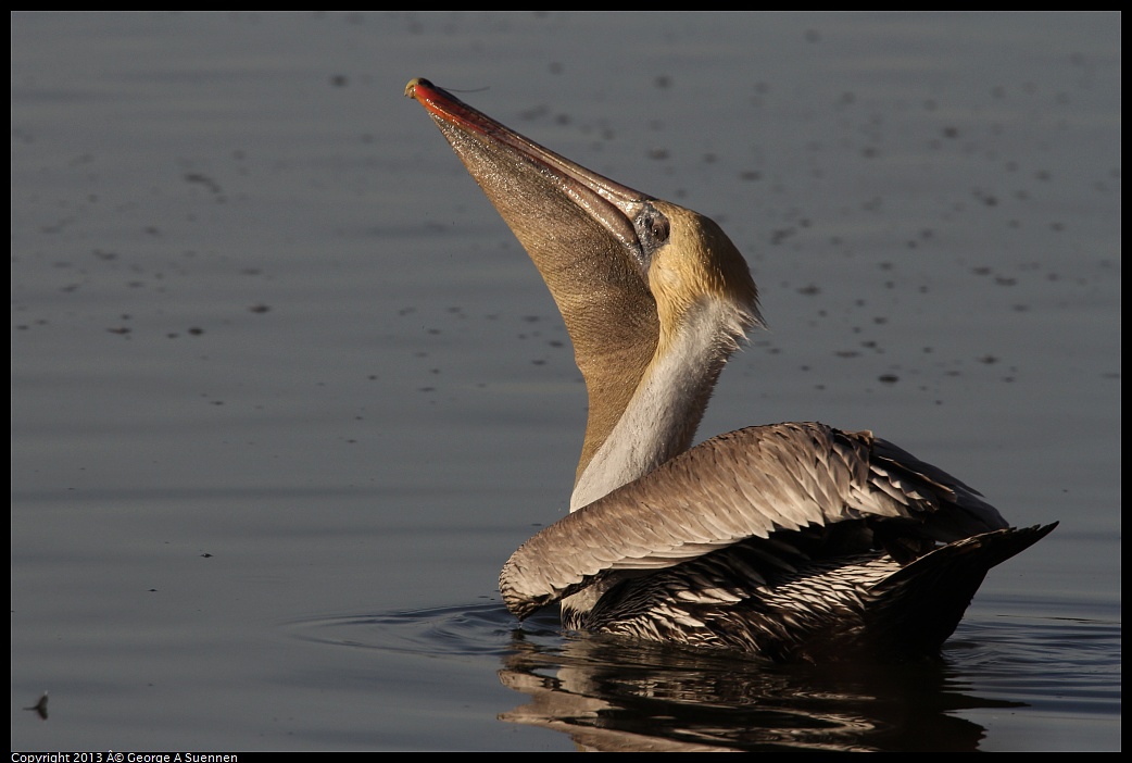 0121-155504-03.jpg - Brown Pelican