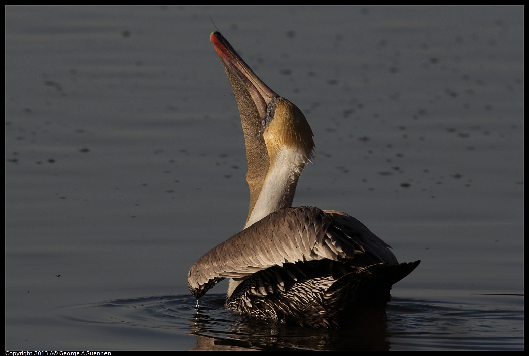 0121-155505-02.jpg - Brown Pelican