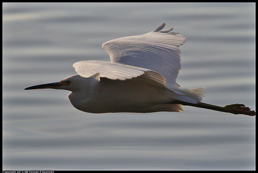 0121-155516-04.jpg - Snowy Egret