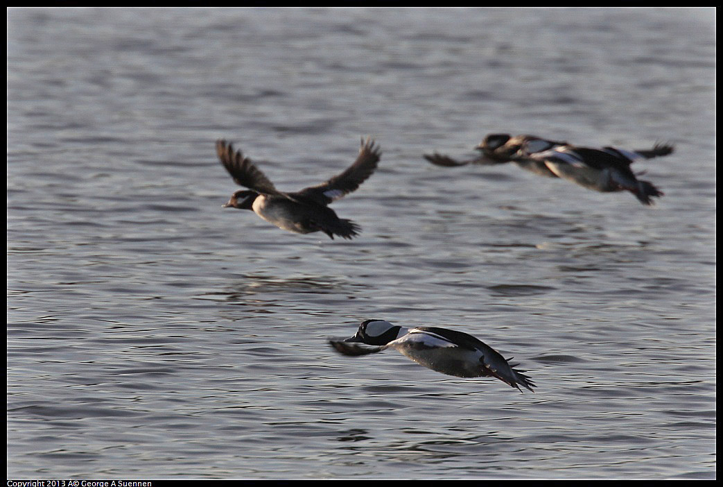 0121-155522-01.jpg - Bufflehead