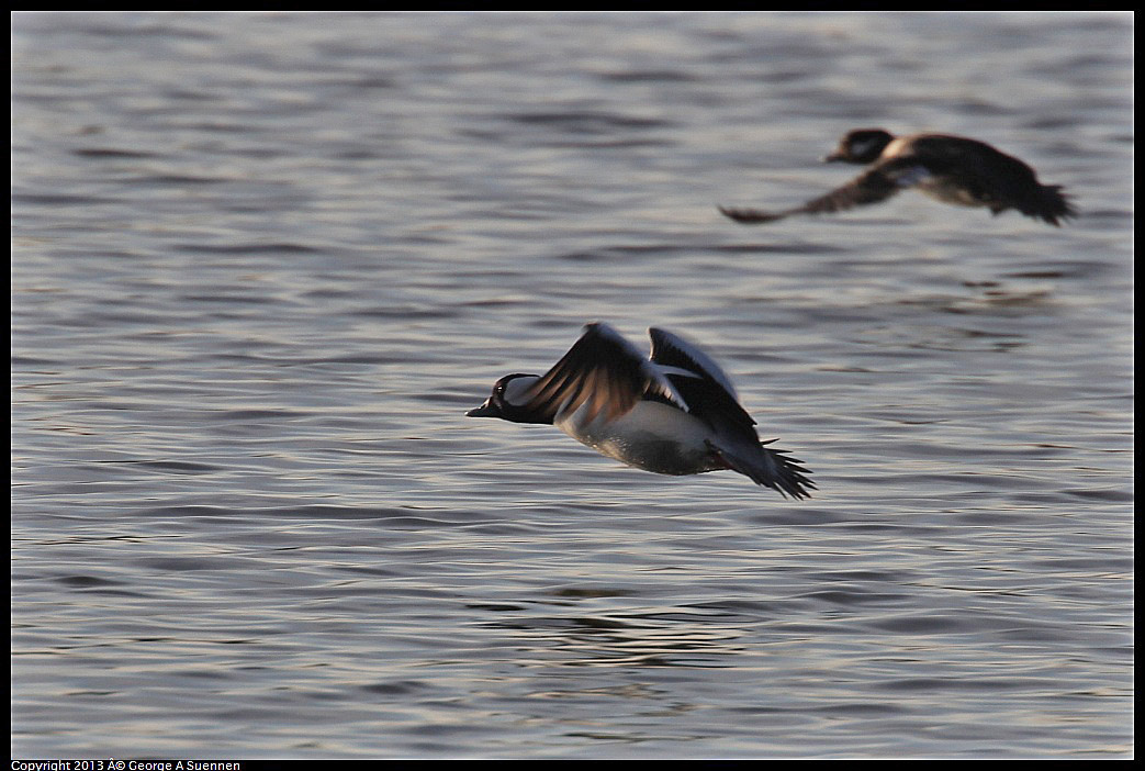 0121-155523-02.jpg - Bufflehead