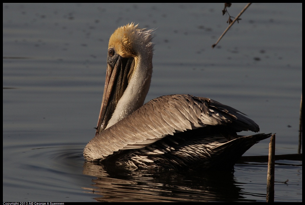 0121-155527-01.jpg - Brown Pelican