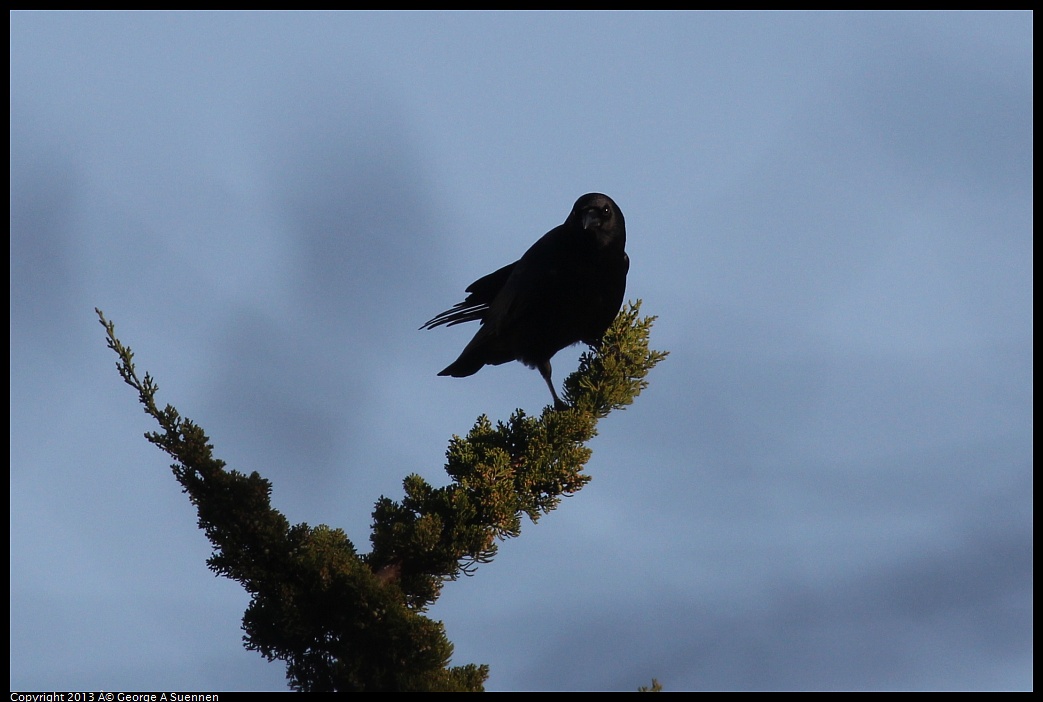 0121-160722-02.jpg - American Crow