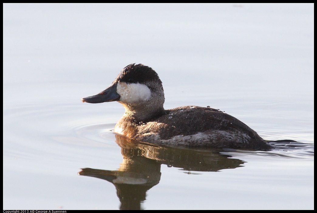 0121-161656-01.jpg - Ruddy Duck