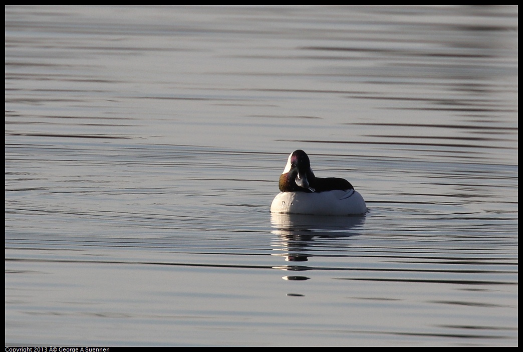 0121-161701-01.jpg - Bufflehead