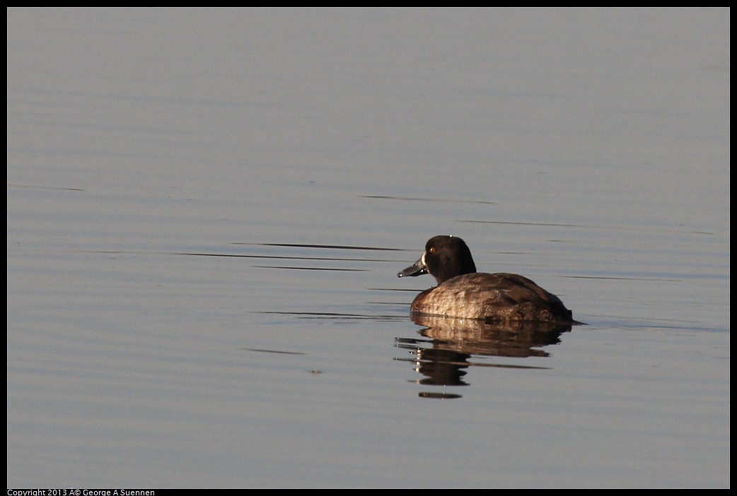 0121-161707-01.jpg - Lesser Scaup