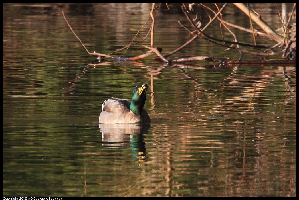 0121-161716-03.jpg - Mallard