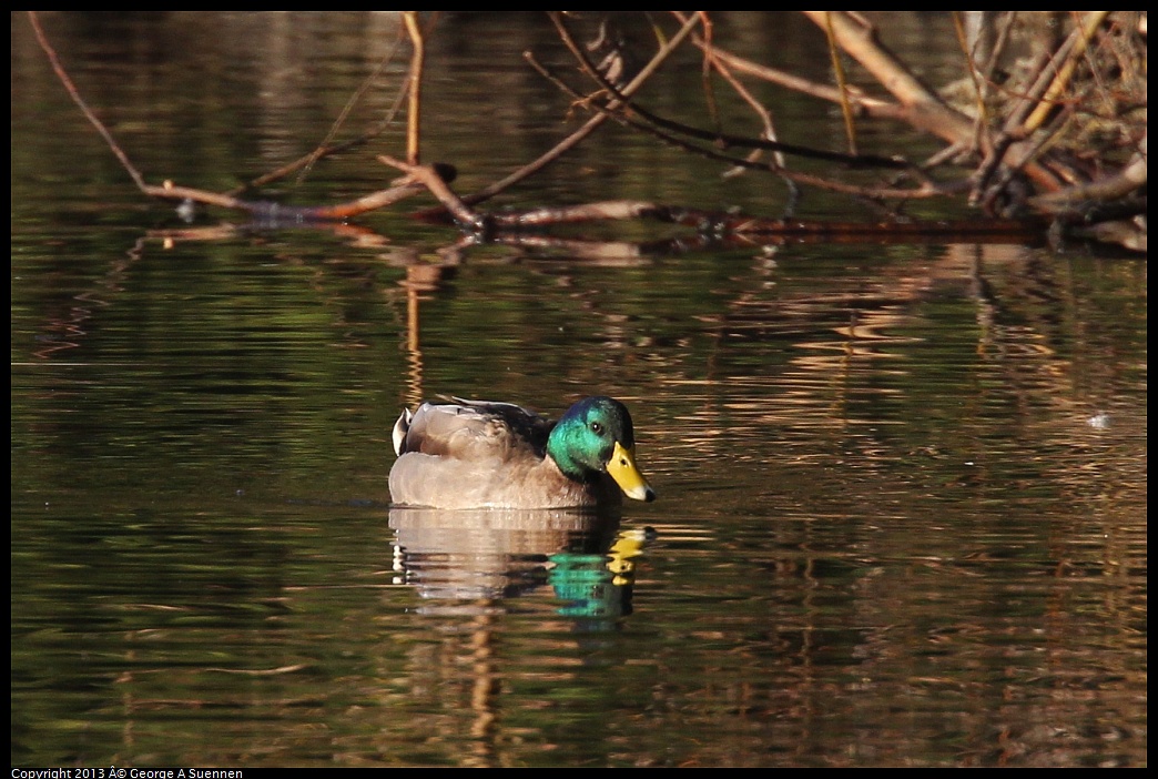 0121-161718-02.jpg - Mallard